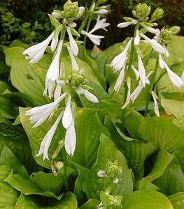 Hosta 'Royal Standard' P9