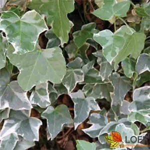 Hedera helix 'Glacier' Haagelement 120x180 