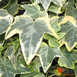 Hedera helix 'Goldchild' Haagelement 120x180 