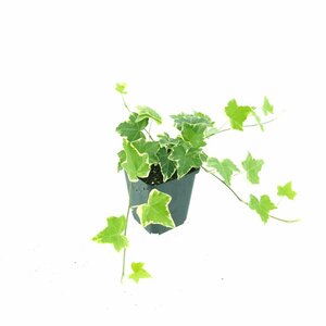 Hedera helix 'Goldchild' Haagelement 120x180  - afbeelding 3