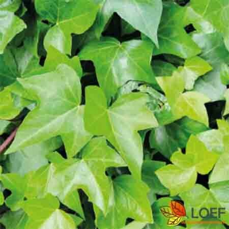 Hedera helix 'Green Ripple' Haagelement 120x180  - afbeelding 1