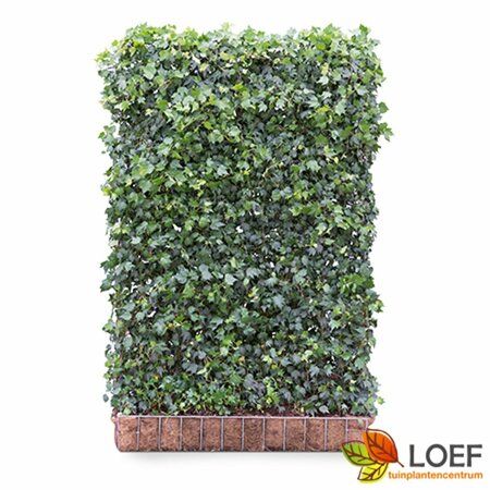 Hedera helix 'Green Ripple' Haagelement 120x180  - afbeelding 2