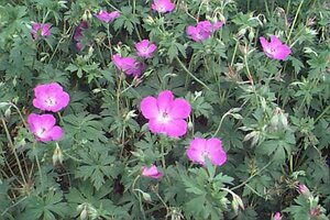 Geranium palustre P9