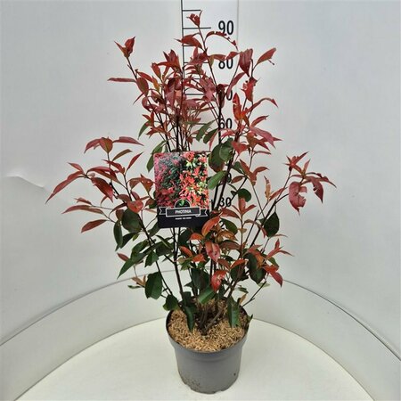 Photinia fraseri 'Red Robin' 175/200 C. - afbeelding 5
