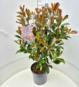 Photinia fraseri 'Red Robin' 175/200 C. - afbeelding 10