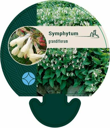 Symphytum grandiflorum P9 - afbeelding 1