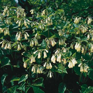 Symphytum grandiflorum P9