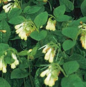 Symphytum grandiflorum P9 - afbeelding 4