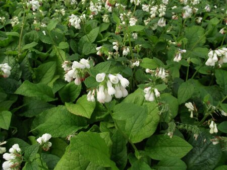 Symphytum grandiflorum P9 - afbeelding 5