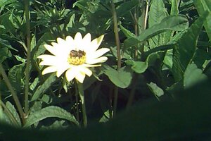 Helianthus 'Lemon Queen' P9