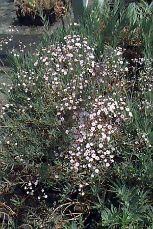 Gypsophila paniculata 'Bristol Fairy' P9 - afbeelding 1