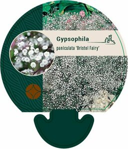 Gypsophila paniculata 'Bristol Fairy' P9 - afbeelding 2