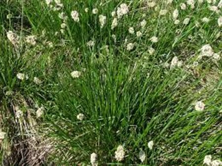 Sesleria heufleriana P9 - afbeelding 6