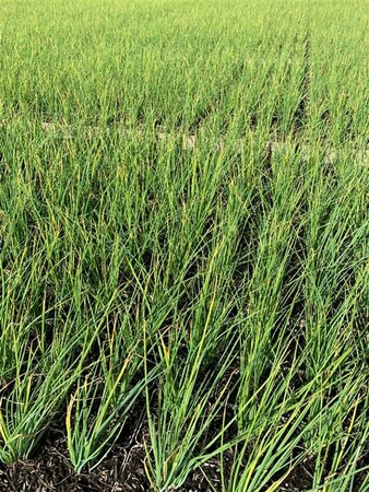 Allium schoenoprasum P9 - afbeelding 5