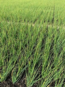 Allium schoenoprasum P9 - afbeelding 5
