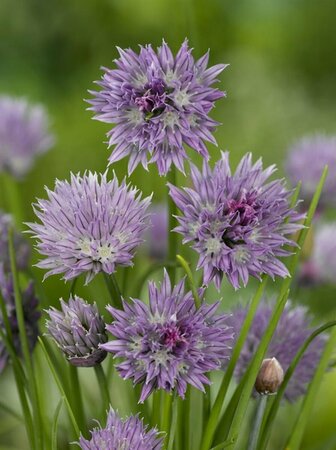 Allium schoenoprasum P9 - afbeelding 2