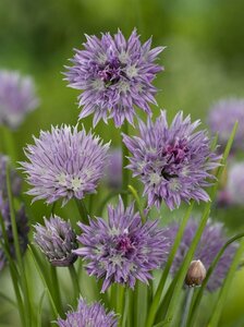 Allium schoenoprasum P9 - afbeelding 2