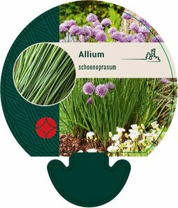 Allium schoenoprasum P9 - afbeelding 7