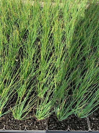 Allium schoenoprasum P9 - afbeelding 6