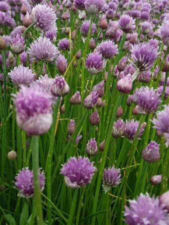 Allium schoenoprasum P9 - afbeelding 1
