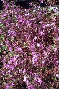 Campanula poscharskyana 'Stella' P9