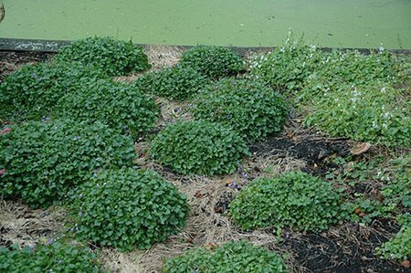 Campanula poscharskyana 'Stella' P9 - afbeelding 2