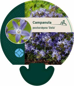 Campanula poscharskyana 'Stella' P9 - afbeelding 3