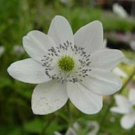 Anemone leveillei P9 - afbeelding 3