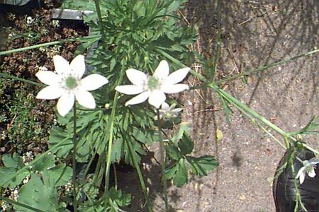 Anemone leveillei P9 - afbeelding 1