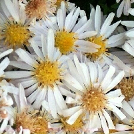 Aster dumosus 'Apollo' P9 - afbeelding 6