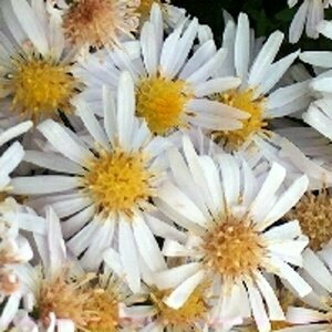 Aster dumosus 'Apollo' P9 - afbeelding 6