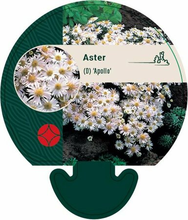 Aster dumosus 'Apollo' P9 - afbeelding 4