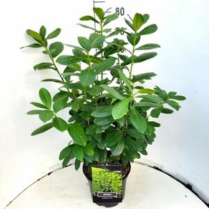 Prunus laurocerasus 'Novita' 175/200 C. - afbeelding 5