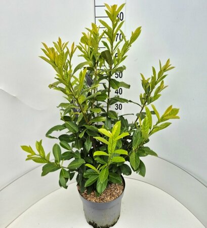 Prunus laurocerasus 'Novita' 175/200 C. - afbeelding 6
