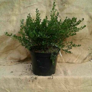 Ceanothus impressus 'Victoria' 175/200 C. - afbeelding 2