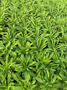 Campanula persicifolia 'Alba' P9