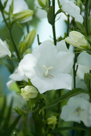Campanula persicifolia 'Alba' P9 - afbeelding 2