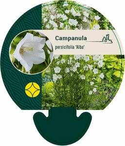 Campanula persicifolia 'Alba' P9 - afbeelding 2