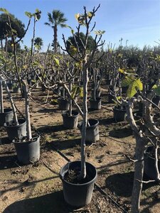 Ficus carica ST. 100 18-20 C.   - afbeelding 2