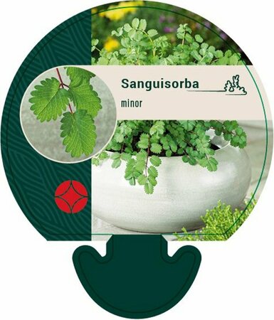 Sanguisorba minor P9 - afbeelding 2
