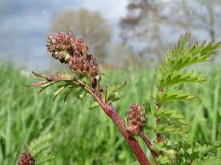Sanguisorba minor P9 - afbeelding 1