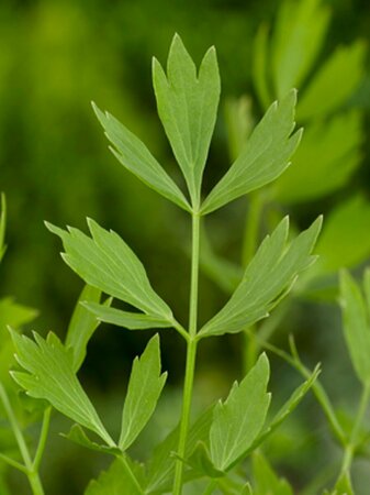 Levisticum officinale P9 - afbeelding 4