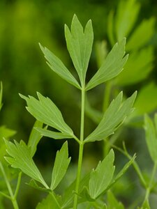 Levisticum officinale P9 - afbeelding 4
