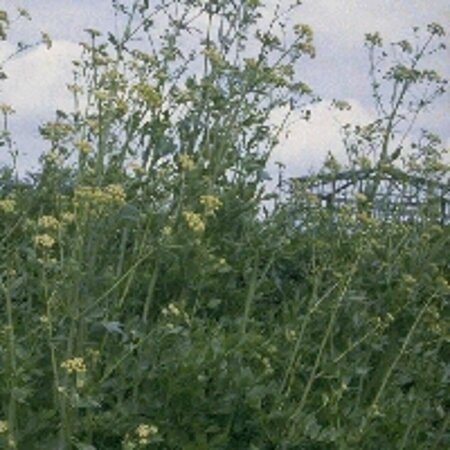 Levisticum officinale P9 - afbeelding 5