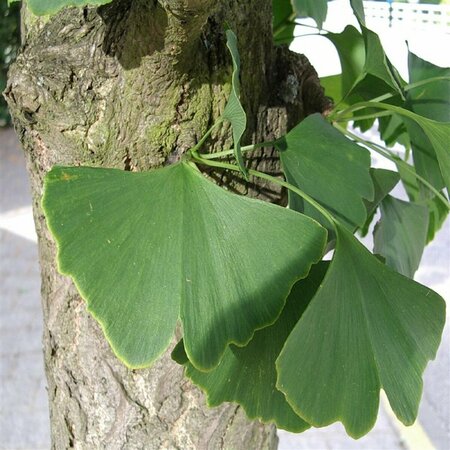 Ginkgo biloba 12-14 C. - afbeelding 12