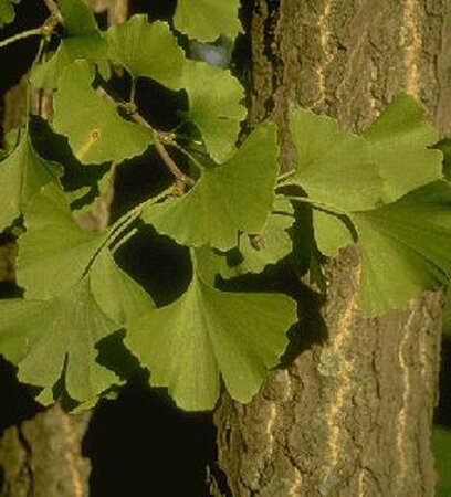 Ginkgo biloba 12-14 C. - afbeelding 15