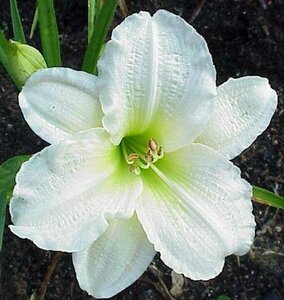 Hemerocallis 'Gentle Shepherd' P9 - afbeelding 2