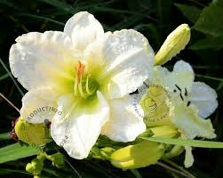 Hemerocallis 'Gentle Shepherd' P9 - afbeelding 3
