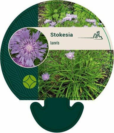 Stokesia laevis C2 - afbeelding 3