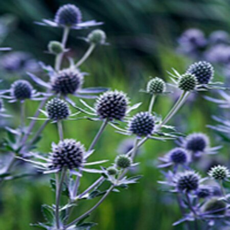 Eryngium planum 'Blauer Zwerg' P9 - afbeelding 3